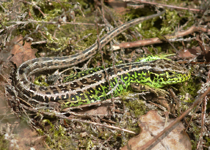 An adult male Sand lizard © David Barnes